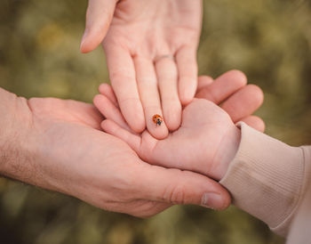 Ladybug crawls on the palms of the family. a close-up of a beetle on hands of man, woman and a child