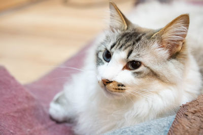 Close-up portrait of a cat