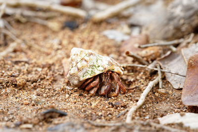 Close-up of shell on land