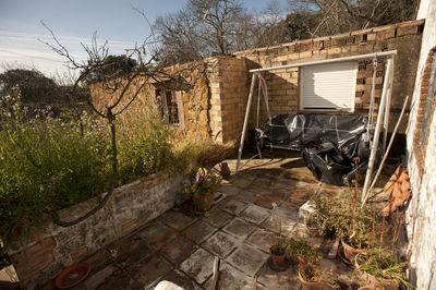 Plants growing outside house