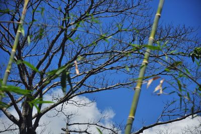 Low angle view of bare tree against blue sky