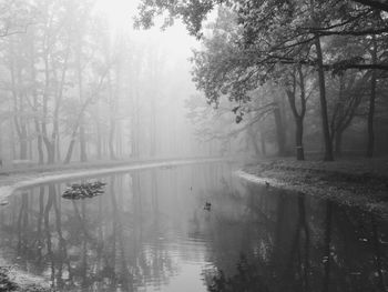 Scenic view of lake in forest