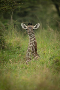 Baby masai giraffe lies in long grass