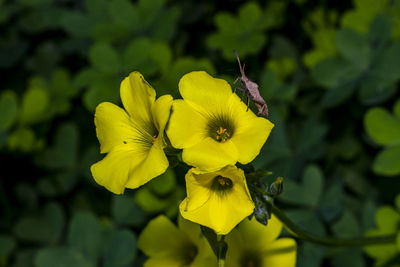 Close-up of yellow flowering plant