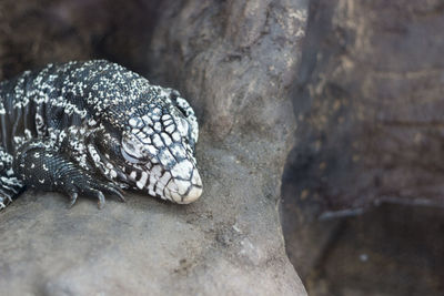 Close-up of snail on rock