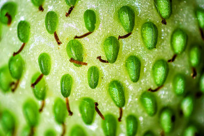 Full frame shot of fruit