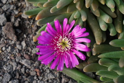 Close-up of flower blooming outdoors