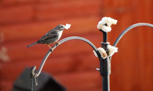 Close-up of bird perching on metal