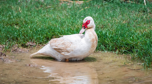 High angle view of duck in water