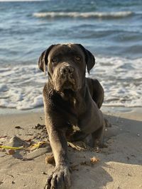 Portrait of a dog on beach