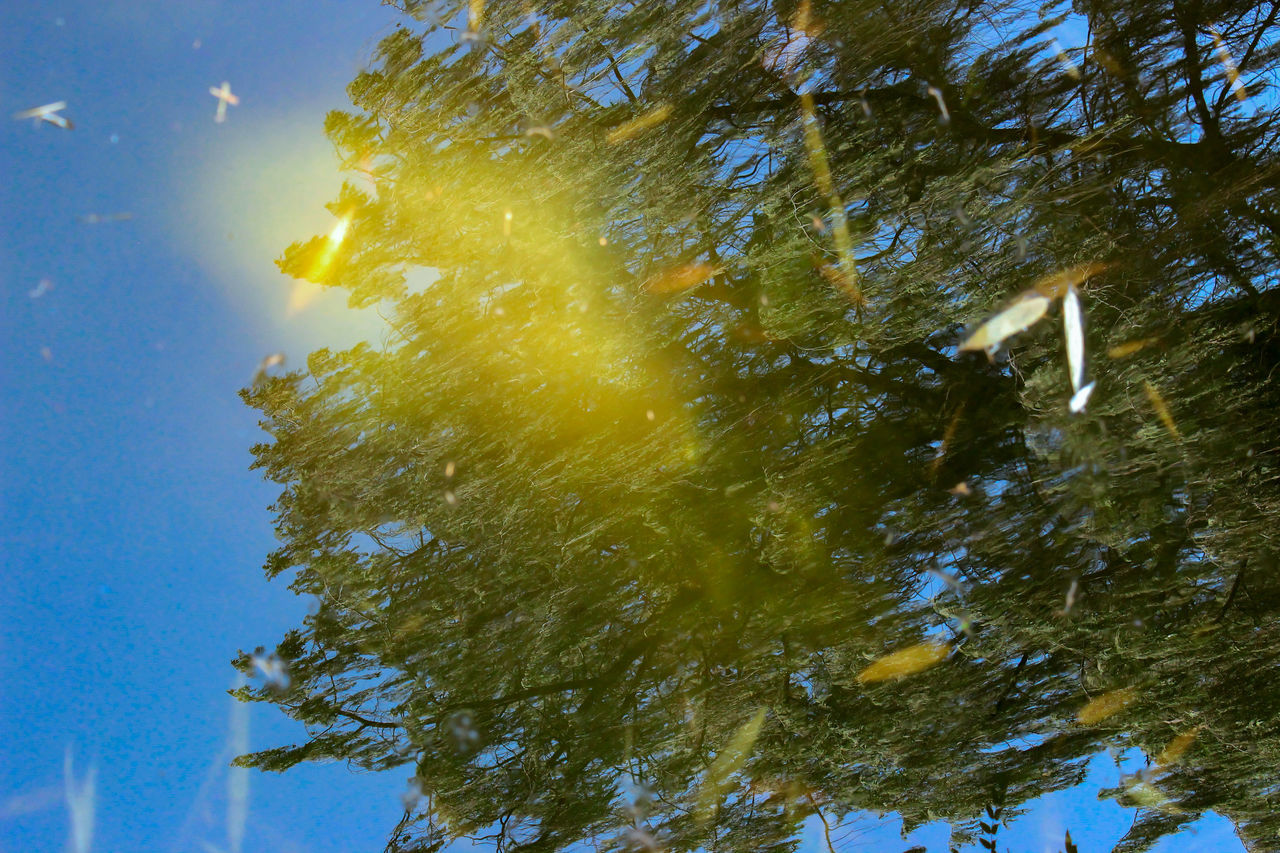 water, nature, sky, no people, day, tree, reflection, motion, outdoors, waterfront, low angle view, plant, close-up, beauty in nature, yellow, lake, tranquility, architecture, built structure