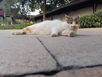 Portrait of cat resting on footpath