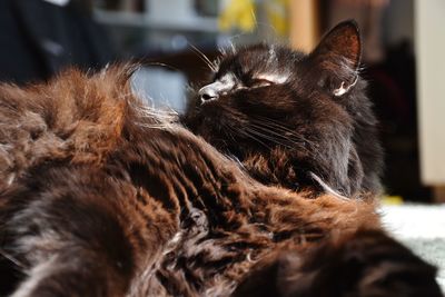 Close-up of cat looking away at home