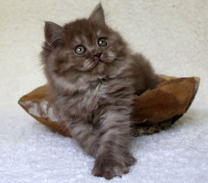 Portrait of kitten sitting on floor