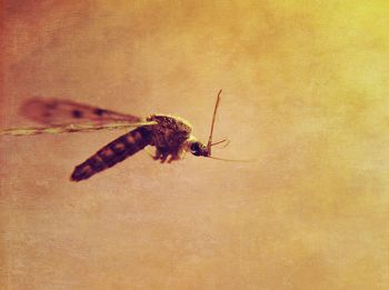 Close-up of insect on wall