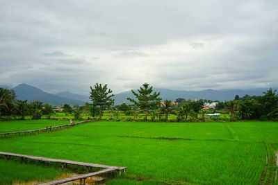 Scenic view of agricultural field against sky