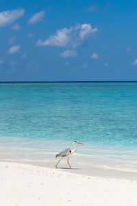 Héron cendré des maldives