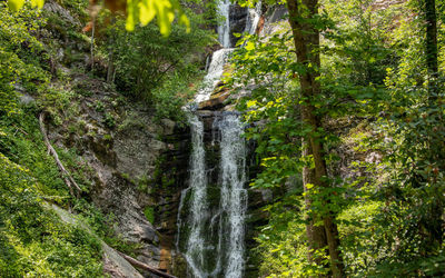 Scenic view of waterfall in forest