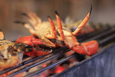 Close-up of meat on barbecue