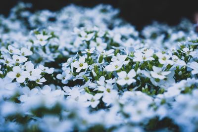 Close-up of white flowering plants on field