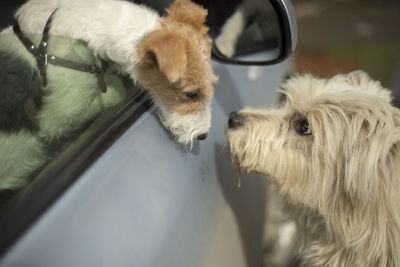 Dogs meet on street. dog looks out of car window. animals are friends.