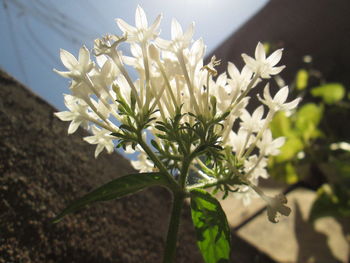 Close-up of flowers