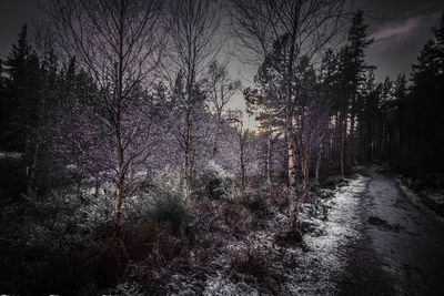 Trees in forest during winter