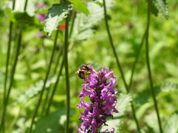 Close-up of bee pollinating on purple flower