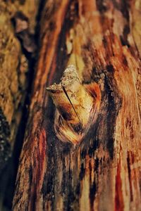 Close-up of lizard on tree trunk