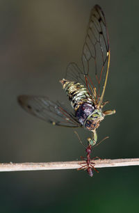 Close-up of dragonfly