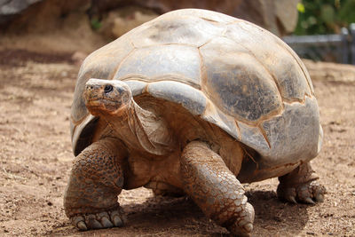 Close-up of turtle on field