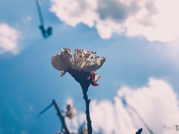 Close-up of cherry blossom against sky