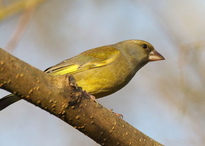 Low angle view of bird perching on branch