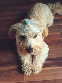 Portrait of white dog on hardwood floor