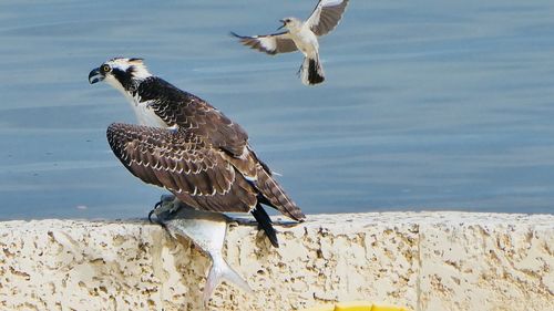 Seagulls flying over beach