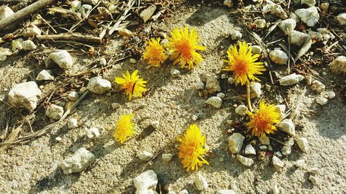 Close up of yellow flowers