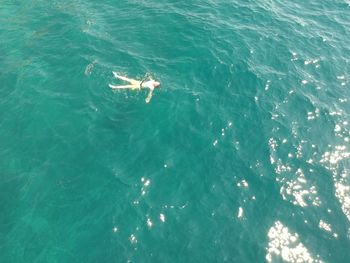 High angle view of fishes swimming in sea