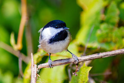Close-up of bird perching on branch