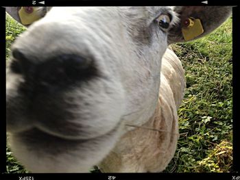 Close-up of a dog