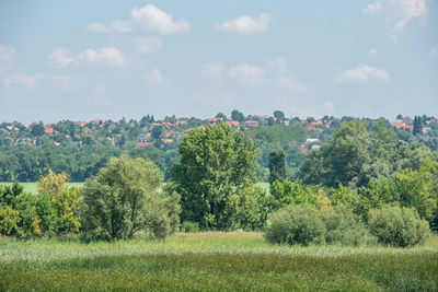 Trees on field against sky