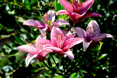 Close-up of pink flowering plant