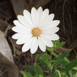 Close-up of white flower