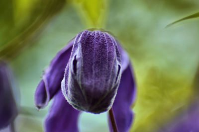 Detail shot of flower