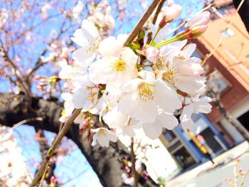 Close-up of cherry blossom tree