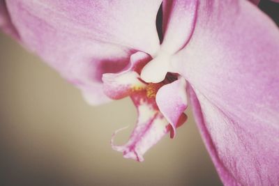 Close-up of pink rose flower