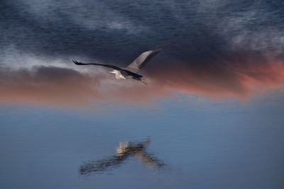 Low angle view of seagulls flying in the sky