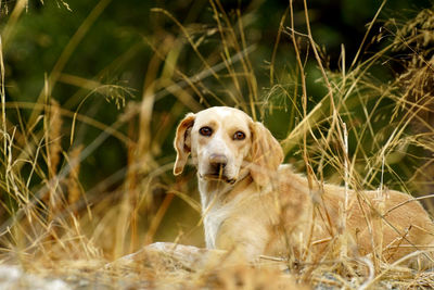 Portrait of dog sitting on grass