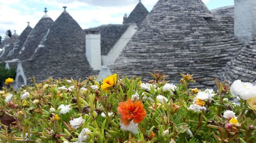 Close-up of flowers blooming against sky