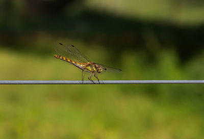 Side view close-up of dragonfly on wire