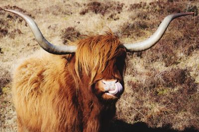 Lion standing on field